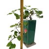 Abutilon Big Bell - Cloudberry  SK 3344-00