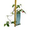 Abutilon Big Bell - Cloudberry  SK 3344-00