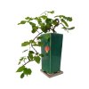 Abutilon Big Bell - Cloudberry  SK 3344-00
