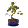 Carmona microphylla - Čaj fuki  SK 3344-2