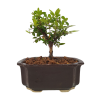 Lonicera nitida maigrun - Zemolez  SK 3344-96
