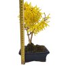 Zlatý dážď - Forsythia  SK 3344-75