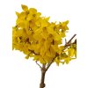 Zlatý dážď - Forsythia  SK 3344-75