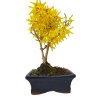 Zlatý dážď - Forsythia  SK 3344-75