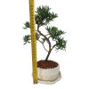 Podocarpus - Kamenný tis  SK 3344-7