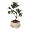 Podocarpus - Kamenný tis  SK 3344-7