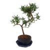 Podocarpus- kamenný tis  SK 3344-7