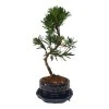 Podocarpus -Kamenný tis  SK 3344-7