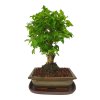 Čínsky vtáči zob - Ligustrum chinensis  SK 3344-9