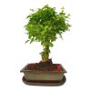 Čínsky vtáči zob - Ligustrum chinensis  SK 3344-9
