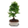 Čínsky vtáči zob - Ligustrum chinensis  SK 3344-9