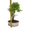 Čínsky vtáči zob - Ligustrum chinensis  SK 3344-9