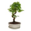 Čínsky vtáči zob - Ligustrum chinensis  SK 3344-9