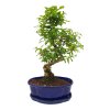 Čínsky vtáči zob - Ligustrum chinensis  SK 3344-9