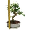 Čínsky vtáči zob - Ligustrum chinensis  SK 3344-9