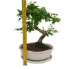 Čínsky vtáči zob - Ligustrum chinensis  SK 3344-9