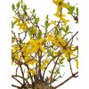 Zlatý dážď - Forsythia  SK 3344-75