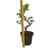Smrekovec opadavý - Larix decidua  SK 3344-90