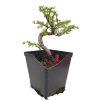 Smrekovec opadavý - Larix decidua  SK 3344-90