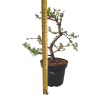 Smrekovec opadavý - Larix decidua  SK 3344-90