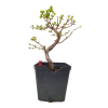 Smrekovec opadavý - Larix decidua  SK 3344-90