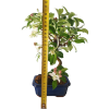 Jabloň maloplodá - Malus halliana  SK 3344-58