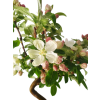 Jabloň maloplodá - Malus halliana  SK 3344-58