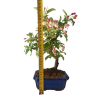Jabloň maloplodá - Malus halliana  SK 3344-58