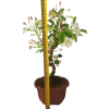 Jabloň maloplodá - Malus halliana  SK 3344-58