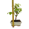 Drieň obyčajný -Cornus mas  SK 3344-98