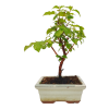 Drieň obyčajný -Cornus mas  SK 3344-98