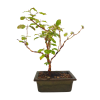 Drieň obyčajný -Cornus mas  SKI 3344-98