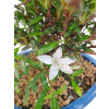 Japonská azalka - Azalea Hakurin  SK 3344-56