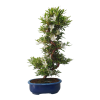 Japonská azalka - Azalea Hakurin  SK 3344-56