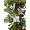 Japonská azalka - Azalea Hakurin  SK 3344-56