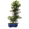 Japonská azalka - Azalea Hakurin  SK 3344-56