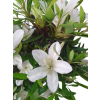 Japonská azalka - Azalea Hakurin  SK 3344-56
