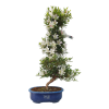 Japonská azalka - Azalea Hakurin  SK 3344-56