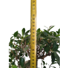 Fikus retusa - Fikus malolistý  SK 3344-1