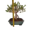 Syringa microphylla - Orgován drobnolistý  SK 3344-83