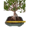 Syringa microphylla - Orgován drobnolistý  SK 3344-83