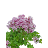 Syringa microphylla - Orgován drobnolistý  SK 3344-83