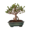 Syringa microphylla - Orgován drobnolistý  SK 3344-83