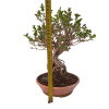 Syringa microphylla - Orgován drobnolistý  SK 3344-83