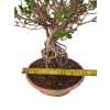 Syringa microphylla - Orgován drobnolistý  SK 3344-83