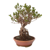 Syringa microphylla - Orgován drobnolistý  SK 3344-83
