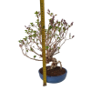 Syringa microphylla - Orgován drobnolistý  SK 3344-83