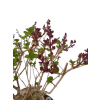 Syringa microphylla - Orgován drobnolistý  SK 3344-83