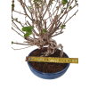 Syringa microphylla - Orgován drobnolistý  SK 3344-83