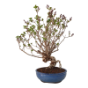 Syringa microphylla - Orgován drobnolistý  SK 3344-83